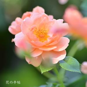 バラ　スウィート マーマレード（Sweet Marmalade）｜花の手帖のバラ図鑑