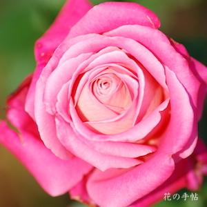 バラ　スウィート メリナ（Sweet Melina）｜花の手帖のバラ図鑑