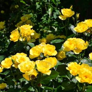 バラ　タゴトノツキ（田毎の月）｜花の手帖のバラ図鑑