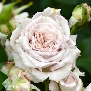 バラ　タイギョク（黛玉）｜花の手帖のバラ図鑑