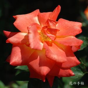 バラ　タカオ｜花の手帖のバラ図鑑