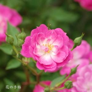 バラ　タカオダイ（高尾台）｜花の手帖のバラ図鑑