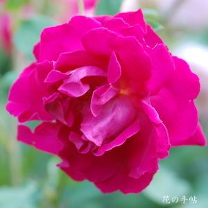 バラ　タムオシャンター｜花の手帖のバラ図鑑