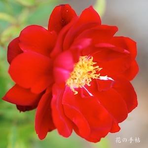 バラ　タランガ（Taranga）｜花の手帖のバラ図鑑