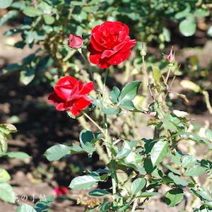 バラ　タランガ（Taranga）｜花の手帖のバラ図鑑