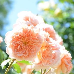 バラ　ティークリッパー（Tea Clipper）｜花の手帖のバラ図鑑