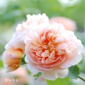 バラ　ティークリッパー（Tea Clipper）｜花の手帖のバラ図鑑