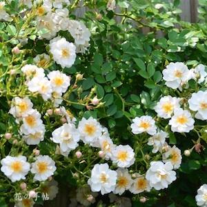 バラ　ティアパール（Tear Pearl）｜花の手帖のバラ図鑑