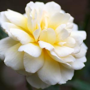 バラ　テレトン（Telethon）｜花の手帖のバラ図鑑