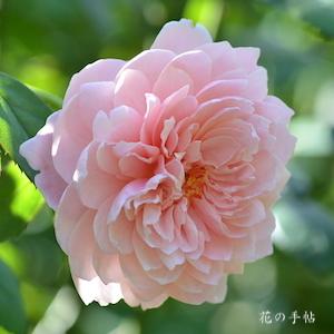 バラ　ジ アレンウィック ローズ｜花の手帖のバラ図鑑