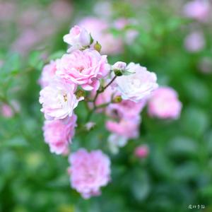 バラ　ザフェアリー（The Fairy）｜花の手帖のバラ図鑑