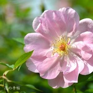 バラ　ザ レディズ ブラッシュ（The Lady's Blush）｜花の手帖のバラ図鑑