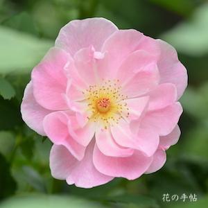 バラ　ザ レディズ ブラッシュ（The Lady's Blush）｜花の手帖のバラ図鑑