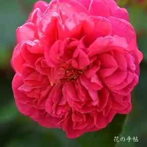 バラ　トーマスエイベケット｜花の手帖のバラ図鑑