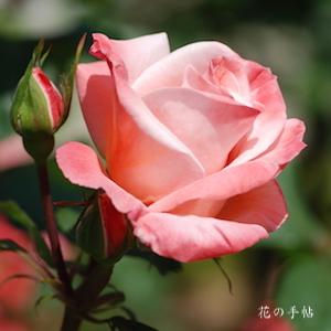 バラ　ティキィ（Tiki）｜花の手帖のバラ図鑑