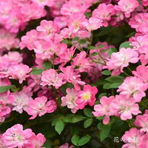 バラ　タカオダイ（高尾台）｜花の手帖のバラ図鑑