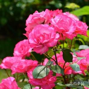 バラ　ときめき（Tokimeki）｜花の手帖のバラ図鑑