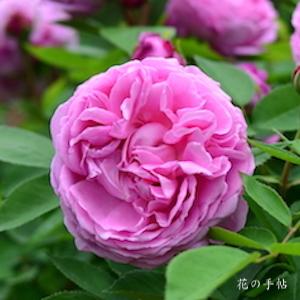 バラ　トムウッド｜花の手帖のバラ図鑑