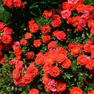 バラ　トップマークス（Top Marks）｜花の手帖のバラ図鑑