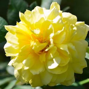 バラ　トゥールーズロートレック（Toulouse-Lautrec）｜花の手帖のバラ図鑑