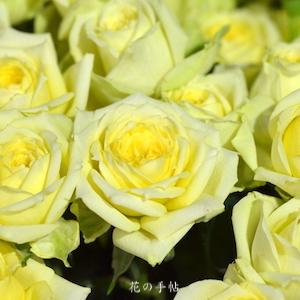 バラ　トワリモーネ｜花の手帖のバラ図鑑