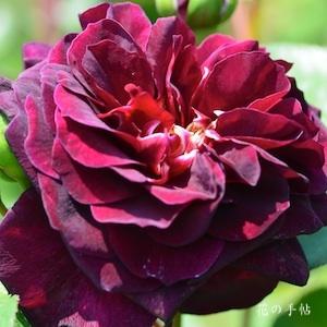 バラ　トラディスカント（Tradescant）｜花の手帖のバラ図鑑