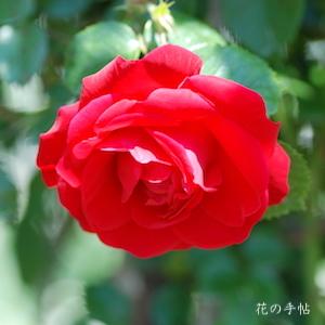 バラ　トラディション95（Tradition 95）｜花の手帖のバラ図鑑