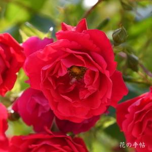 バラ　トラディション95（Tradition 95）｜花の手帖のバラ図鑑