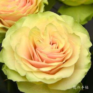 バラ　トレゾア（Tresor）｜花の手帖のバラ図鑑