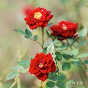 バラ　トリニティ（Trinity）｜花の手帖のバラ図鑑