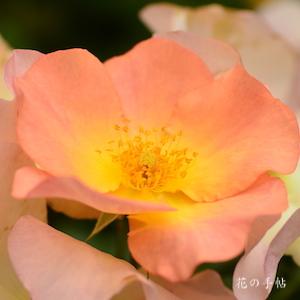 バラ　トラモントエスティーヴォ（Toramonto Estivo）｜花の手帖のバラ図鑑