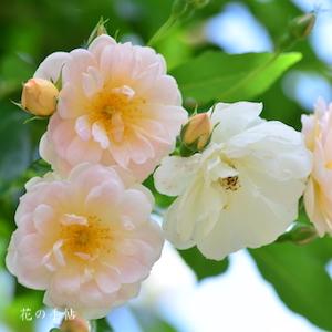 バラ　トレジャートローヴ｜花の手帖のバラ図鑑