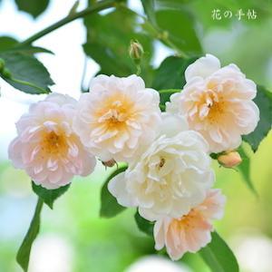 バラ　トレジャートローヴ｜花の手帖のバラ図鑑