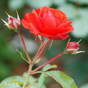 バラ　トランペッター（Trumpeter）｜花の手帖のバラ図鑑