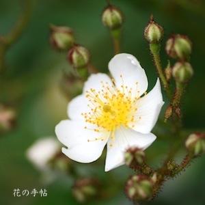 バラ　ツクシイバラ（筑紫茨）｜花の手帖のバラ図鑑