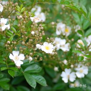 バラ　ツクシイバラ（筑紫茨）｜花の手帖のバラ図鑑