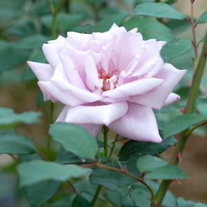 バラ　トワイス イン ア ブルームーン（Twice In A Blue Moon）｜花の手帖のバラ図鑑