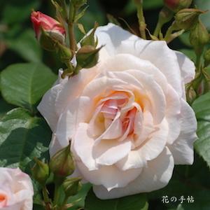 バラ　ウキグモ（浮雲）（ROSE　Ukigumo）｜花の手帖のバラ図鑑