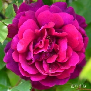 バラ　アンダー ザ ローズ｜花の手帖のバラ図鑑