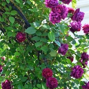 バラ　アンダー ザ ローズ｜花の手帖のバラ図鑑