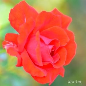 バラ　ウラワレッドダイヤモンズ（ROSE　Urawa Red Daiamonds）｜花の手帖のバラ図鑑
