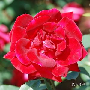 バラ　ウタゲ（宴）（ROSE　Utage）｜花の手帖のバラ図鑑