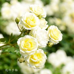 バラ　バニラ ボニカ｜花の手帖のバラ図鑑