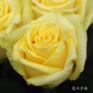 バラ　バニラスカイ｜花の手帖のバラ図鑑