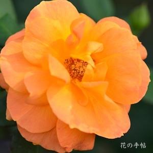 バラ　バブーム／ヴァブーム｜花の手帖のバラ図鑑