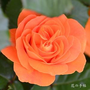 バラ　バブーム／ヴァブーム｜花の手帖のバラ図鑑