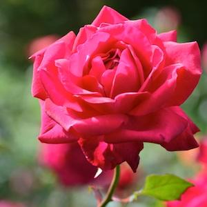 バラ　｜花の手帖のバラ図鑑