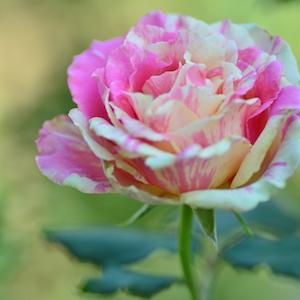 バラ　ベリーベリーベッキー♪♯ローズ（Very Berry Becky ♪ ♯ Rose）｜花の手帖のバラ図鑑