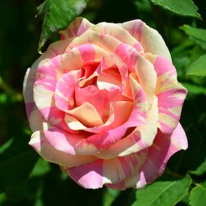 バラ　ベリーベリーベッキー♪♯ローズ（Very Berry Becky ♪ ♯ Rose）｜花の手帖のバラ図鑑
