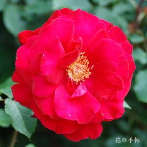 バラ　ビクトル ユーゴ｜花の手帖のバラ図鑑